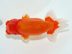 横浜観魚会 西小結　高地成弥