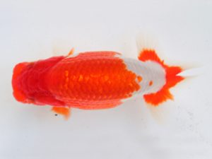 足柄 東大関 秋庭健志 足柄 東大関 秋庭健志