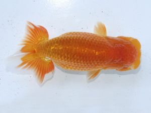 足柄 立行司 井ノ口真誉 足柄 立行司 井ノ口真誉