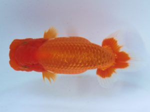 足柄 取締一 竹本しのぶ 足柄 取締一 竹本しのぶ