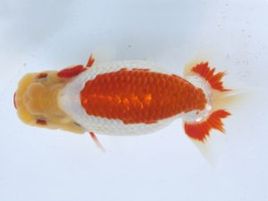 足柄 取締二 佐藤徳正 足柄 取締二 佐藤徳正