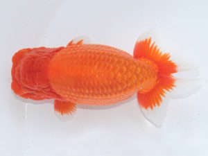 足柄 東大関 秋庭健志 足柄 東大関 秋庭健志