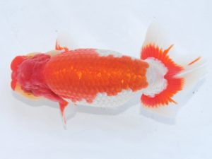 足柄 西大関 秋庭健志 足柄 西大関 秋庭健志