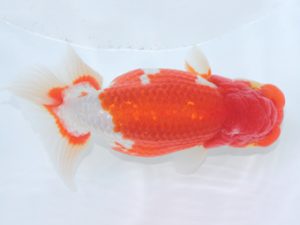 足柄 立行司 佐藤徳正 足柄 立行司 佐藤徳正