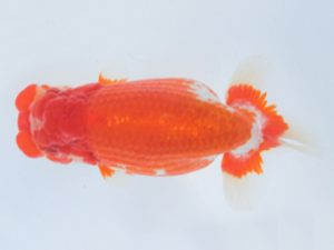 足柄 取締一 荒井宣裕 足柄 取締一 荒井宣裕