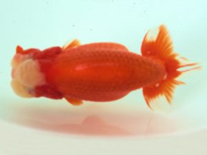 足柄 取締二 栃谷義寛 足柄 取締二 栃谷義寛