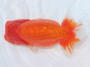 足柄 東大関 櫻井 彰 足柄 東大関 櫻井 彰