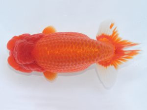 足柄 西大関 荒井宣裕 足柄 西大関 荒井宣裕