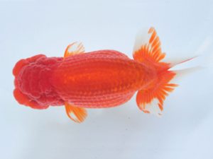 足柄 立行司 井ノ口真誉 足柄 立行司 井ノ口真誉