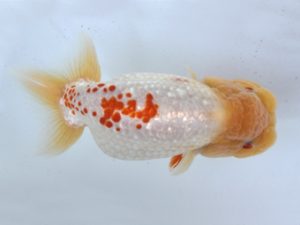 足柄 取締一 荒井宣裕 足柄 取締一 荒井宣裕