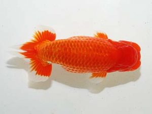 房総らんちう会　東大関　柏野真一　君津市