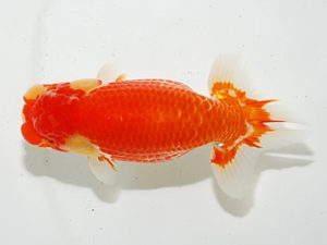 房総らんちう会 勧進元一 柏野真一　君津市