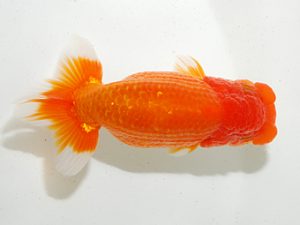 房総らんちう会 勧進元二　海老原邦幸　千葉市