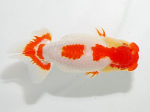 房総らんちう会 行司一　田中亮英　千葉市