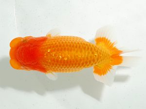 房総らんちう会 行司二　君塚一博　夷隅郡