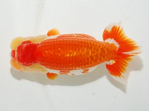 房総らんちう会 行司三　大渕　功　木更津市