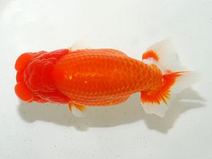 房総らんちう会 脇行司一　山内研作　富里市