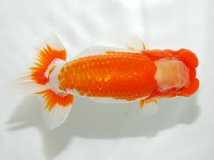 房総らんちう会 脇行司二　野嶋隆一　浦安市