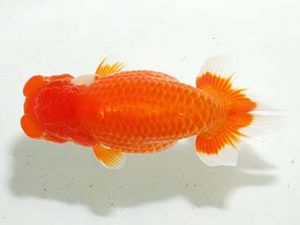 房総らんちう会　立行司　山内研作　富里市