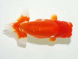 房総らんちう会　取締二　能勢重徳　千葉市