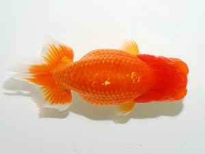 房総らんちう会 東関脇　秋元和男　君津市