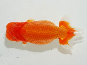 房総らんちう会 西関脇　作本守聡　君津市