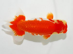 房総らんちう会 東小結　藤川直子　横浜市