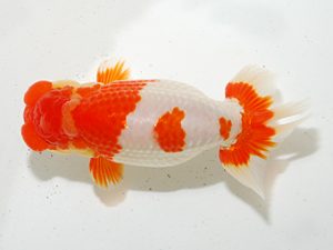 房総らんちう会 西小結　大渕　功　木更津市