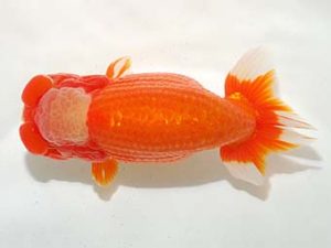 房総らんちう会　東大関　野嶋隆一　浦安市