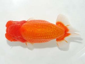 房総らんちう会　西大関　大久保義彰　千葉市