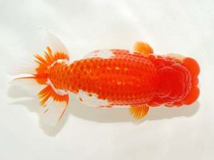 房総らんちう会　立行司　大渕　功　木更津市