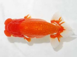 房総らんちう会　取締一　野嶋隆一　浦安市