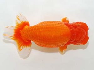 房総らんちう会　東大関　大久保義彰　千葉市