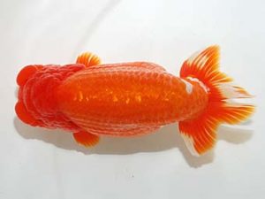 房総らんちう会　西大関　野嶋隆一　浦安市