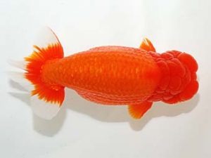 房総らんちう会　立行司　大渕　功　木更津市