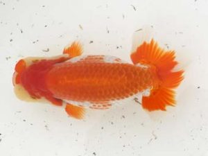 福岡観魚会　東大関　力丸洋一　鳥栖みやき