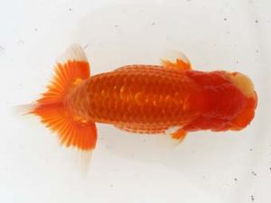 福岡観魚会　西大関　渕上健一　福岡観魚会