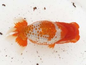 福岡観魚会　立行司　渕上敏明　熊蘭会