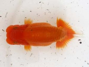 福岡観魚会　西取締　原　公博　鳥栖みやき