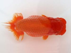 福岡観魚会　東大関　森脇文明　福岡観魚会