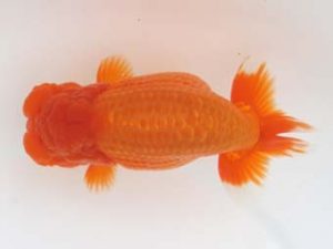 福岡観魚会　西大関　野中勝次　若楠会