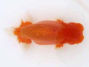 福岡観魚会　立行司　佐々木達也　福岡観魚会