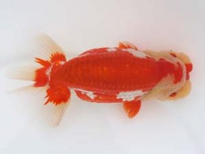 福岡観魚会　西取締　因幡　偉　福岡観魚会