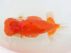 福岡観魚会　東大関　加峯辰義　一般　福岡市長賞