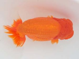 福岡観魚会　西大関　内田輝雄　日蘭佐賀