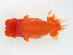 福岡観魚会　立行司　赤嶺仲治　東鱗会