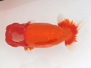 福岡観魚会　東取締　宮副弘行　日蘭佐賀