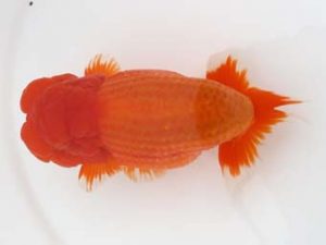 福岡観魚会　西取締　佐々木達也　福岡観魚会