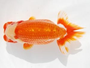 常陸らんちう会　東大関　平山一彦　千葉市