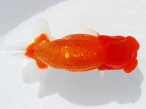 常陸らんちう会　西大関　坪井　昇　笠間市